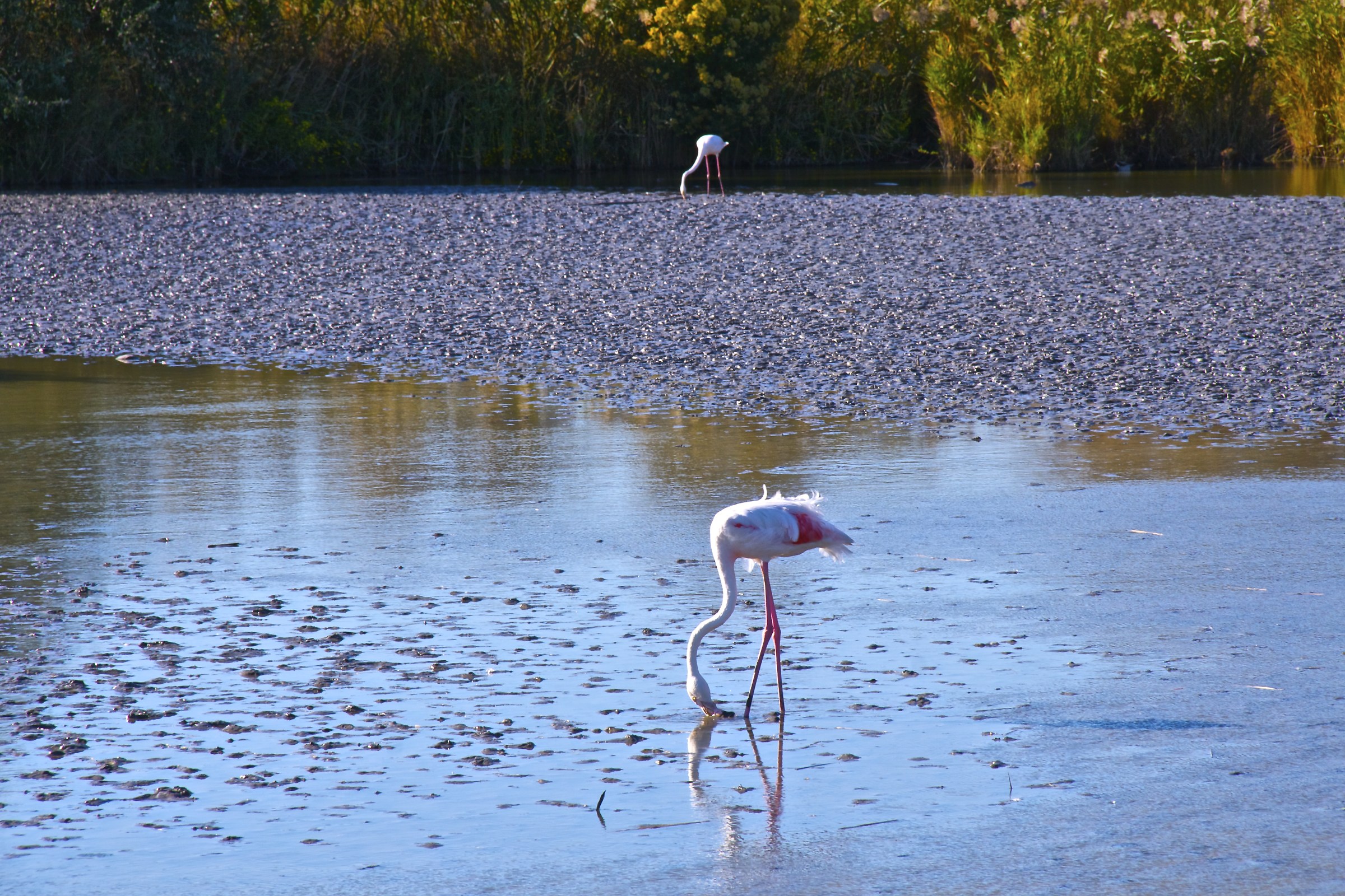 Flamingos-Camargue