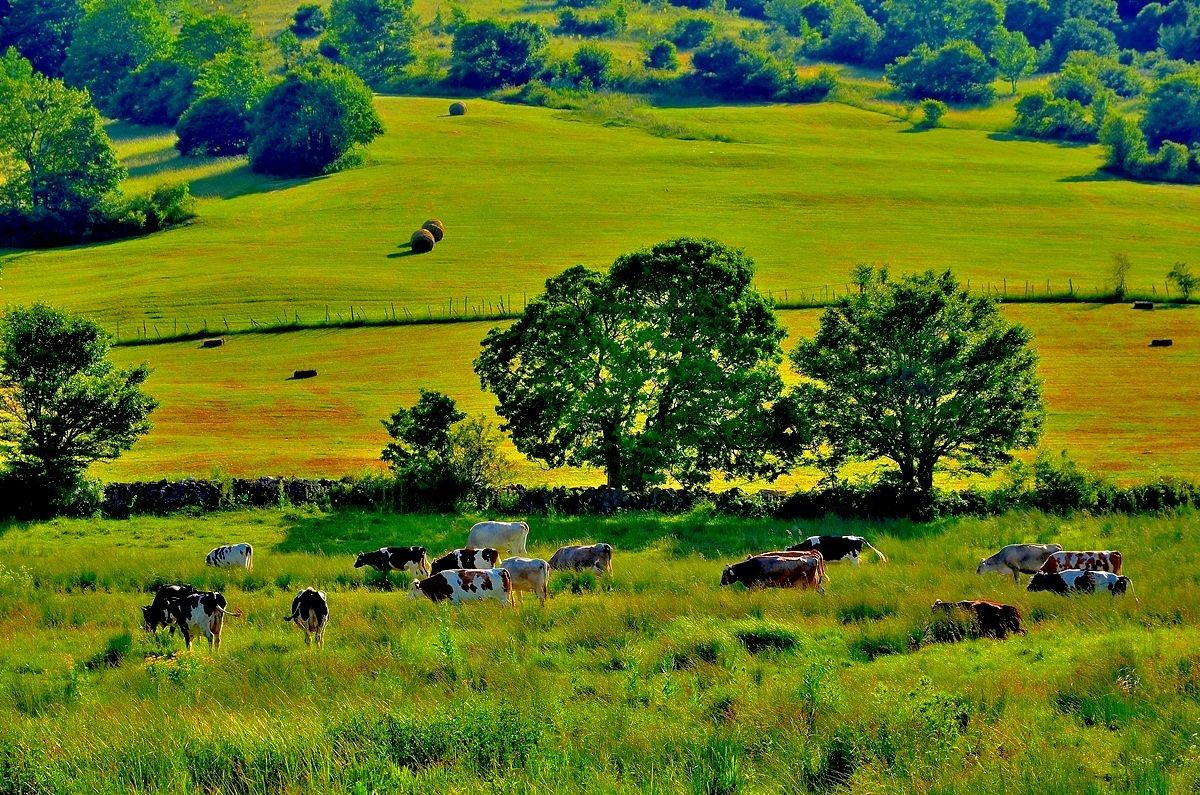 Pasture Abruzzo
