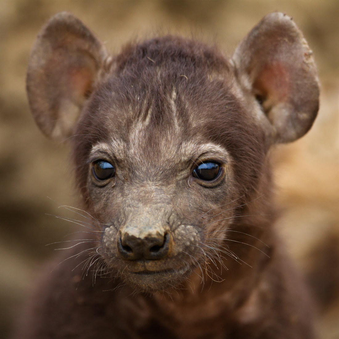 cucciolo Hyena