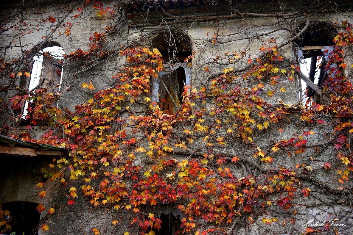 gli ultimi colori dell'autunno