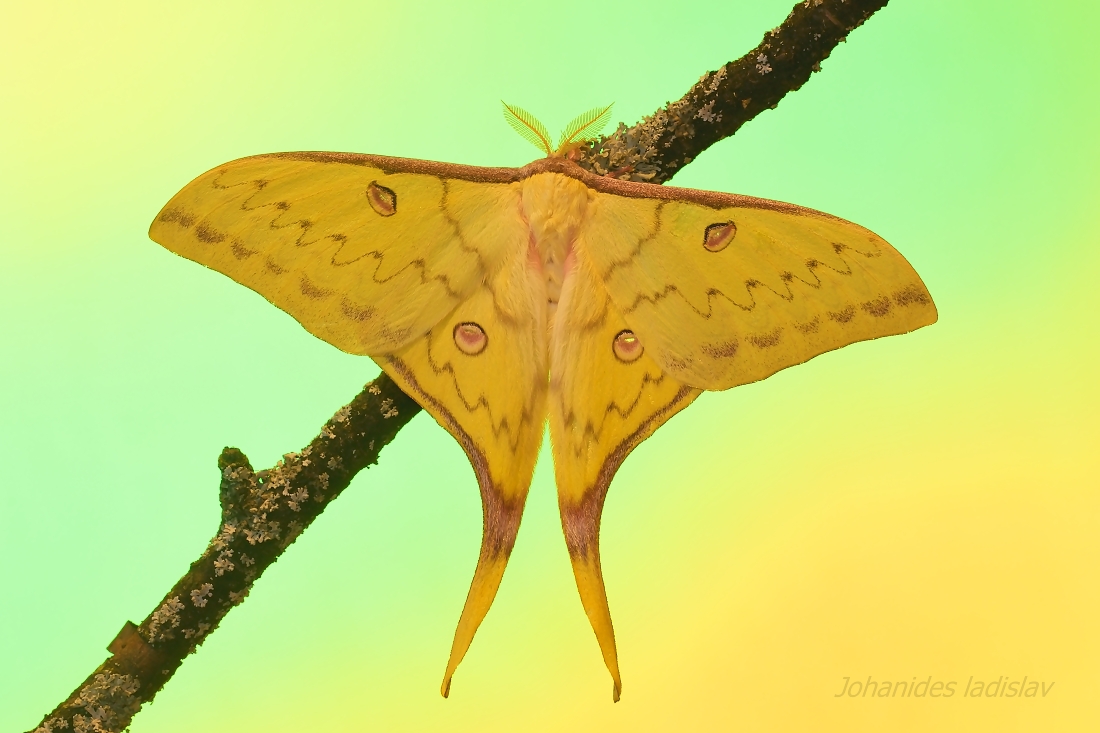 Actias sinensis