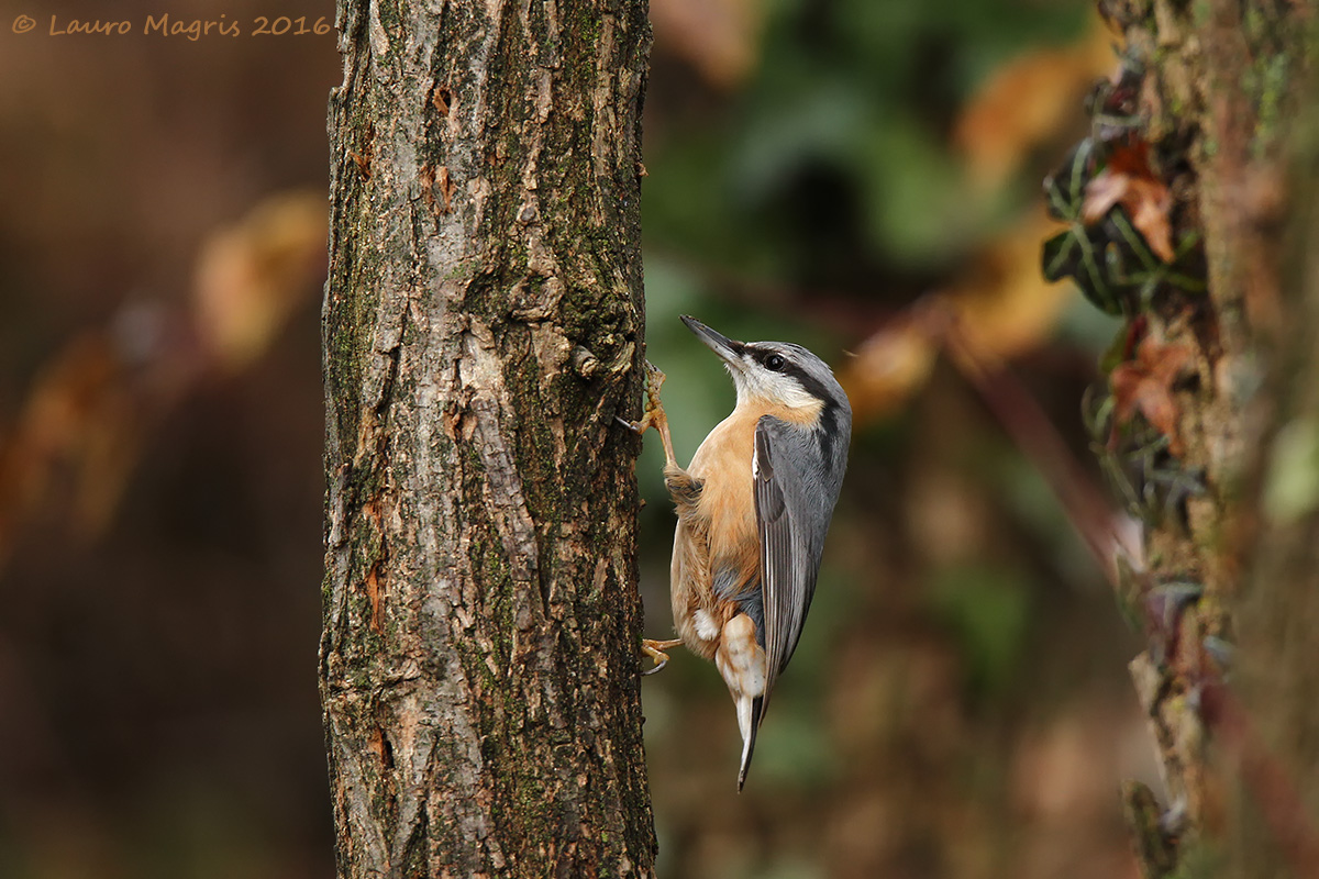 Free climbing in autunno