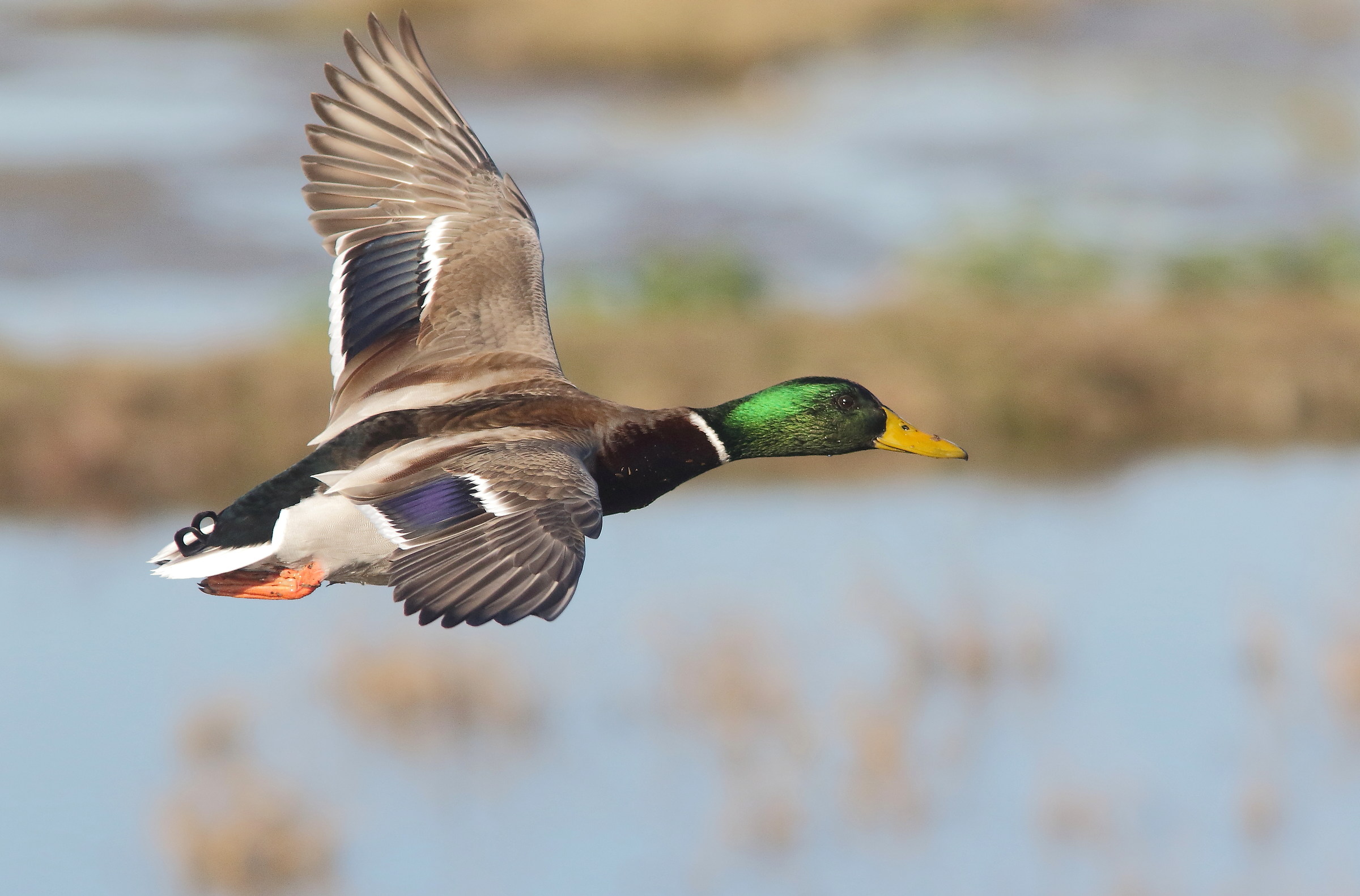 germano reale maschio