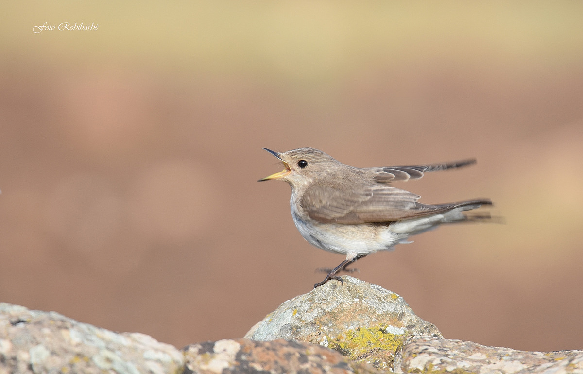 Un giovane affamato...