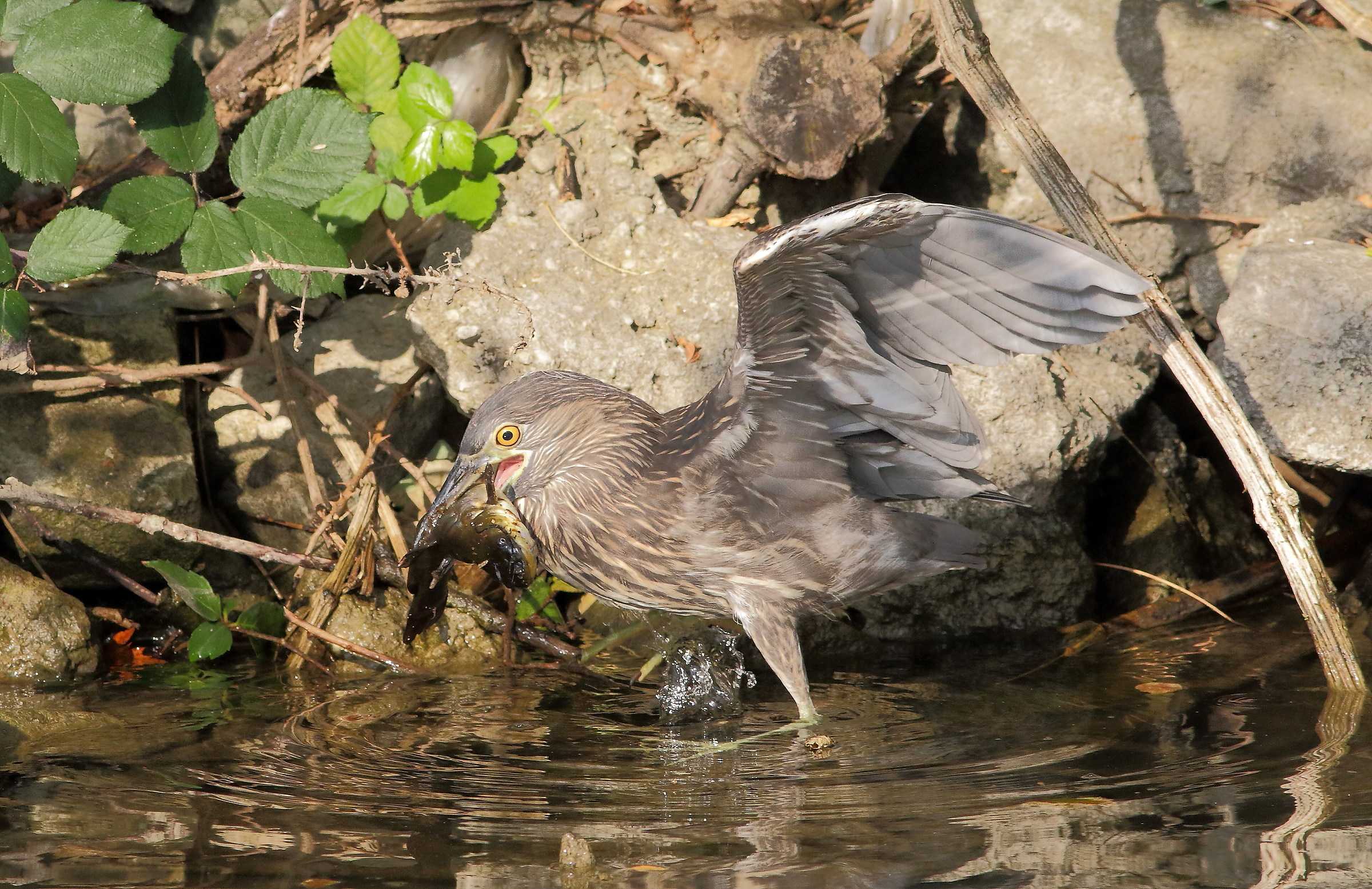nitticora giovane con pesce