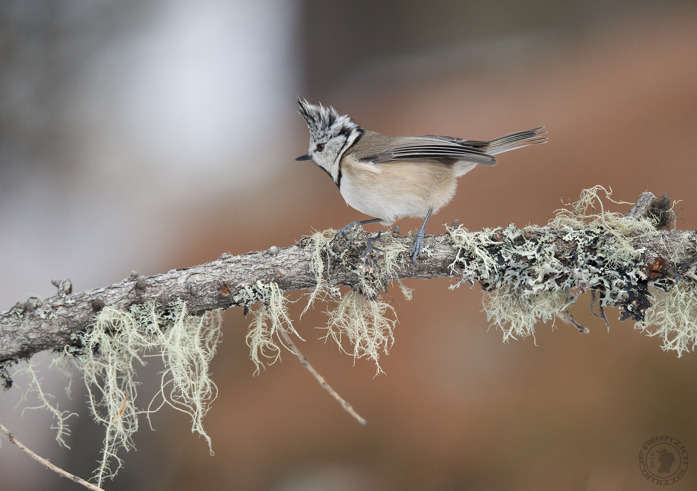 Cincia dal ciuffo - Lophophanes cristatus