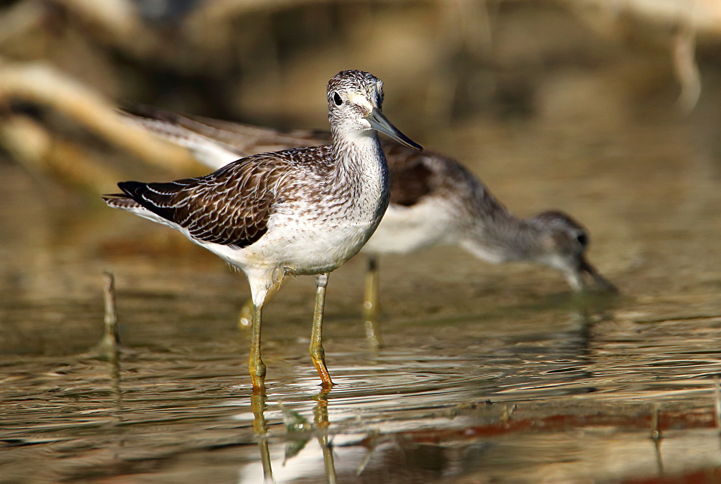 Greenshanks fishing