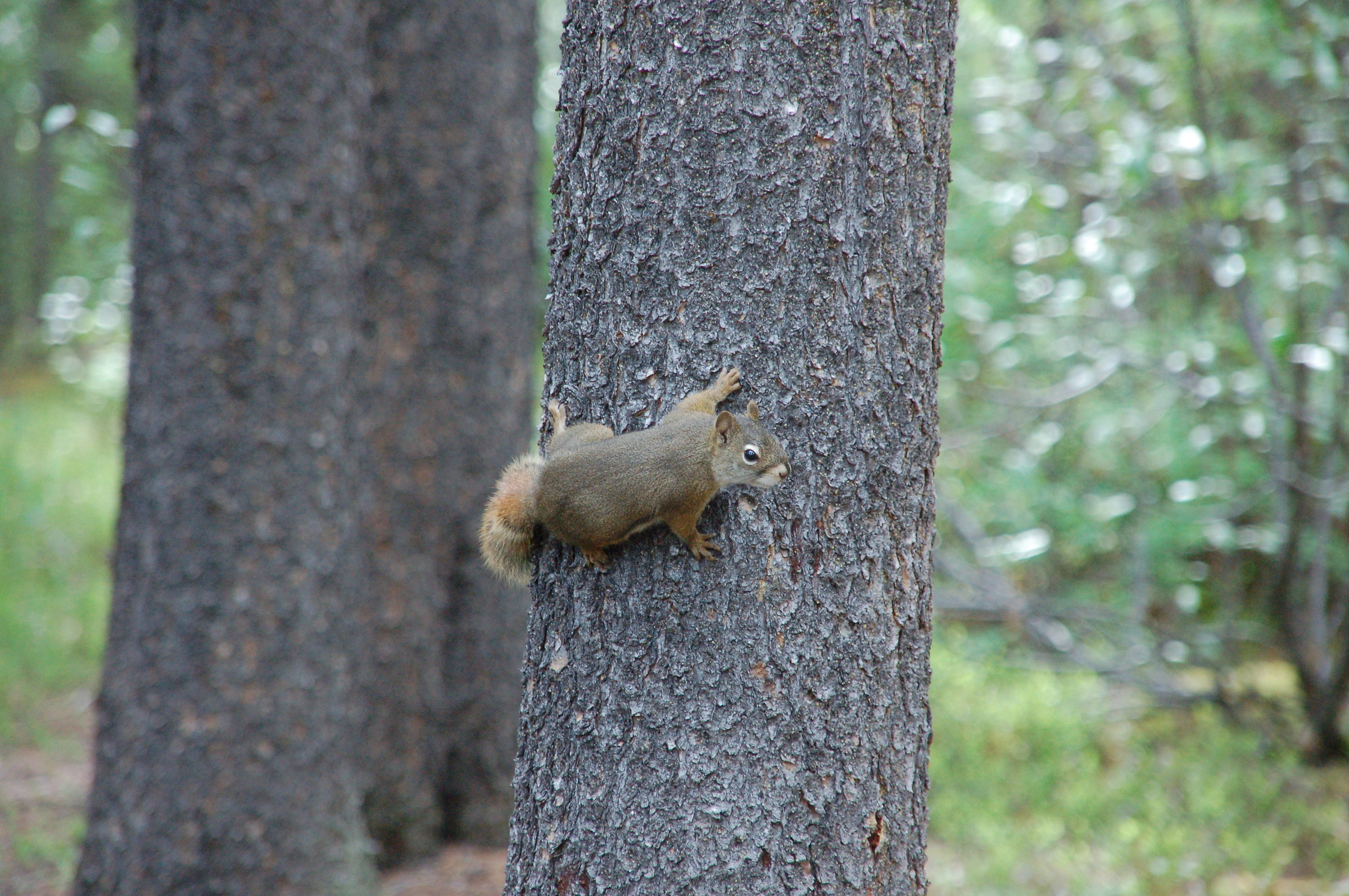Squirrel