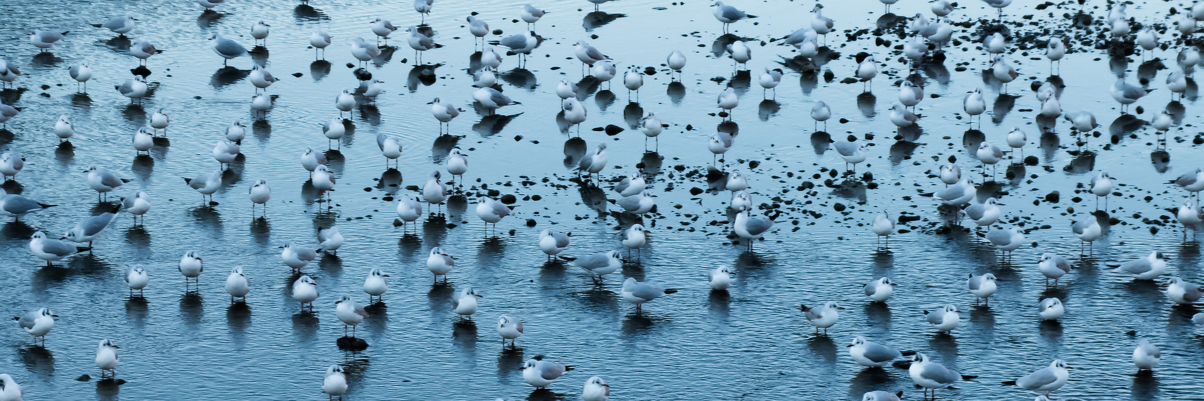 gulls on the ground