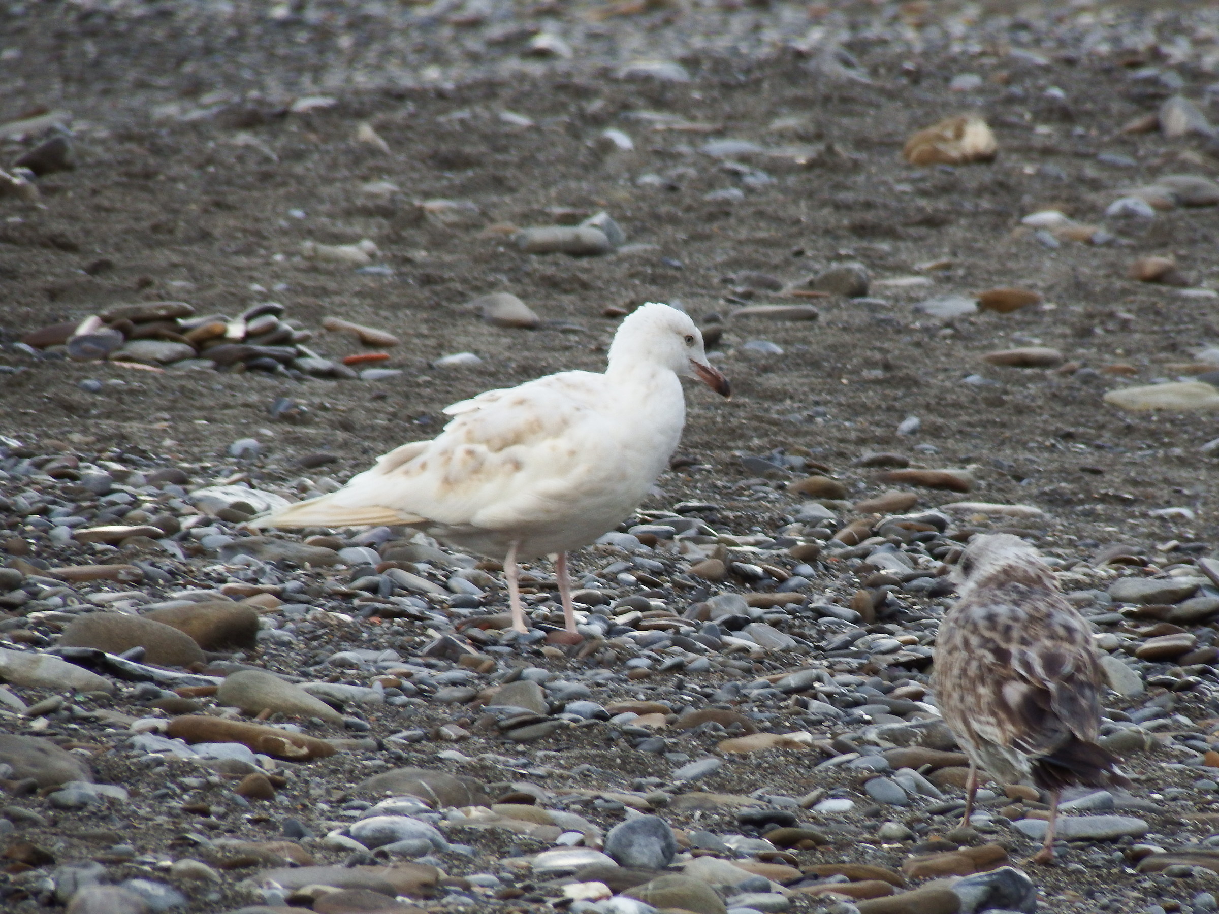 leucistic gull