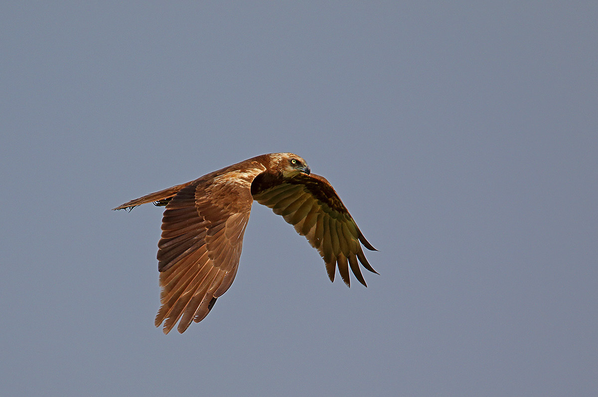 marsh harrier