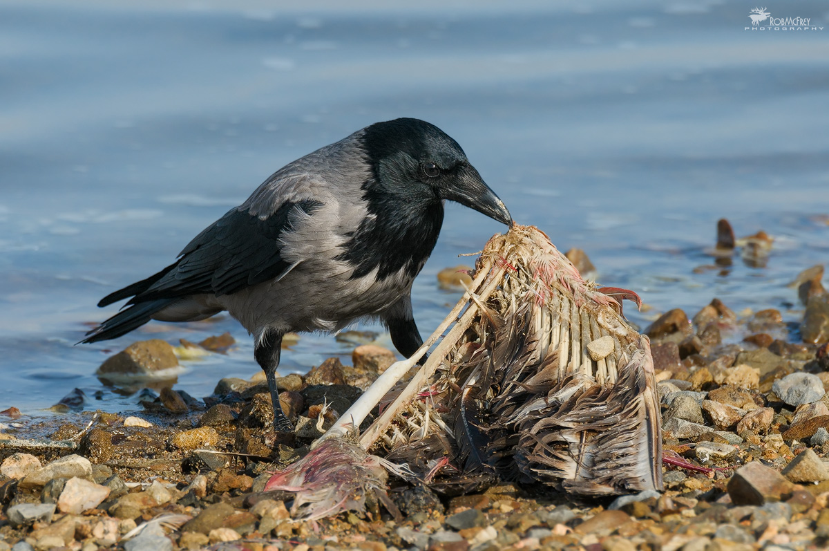The crow and the flamingo
