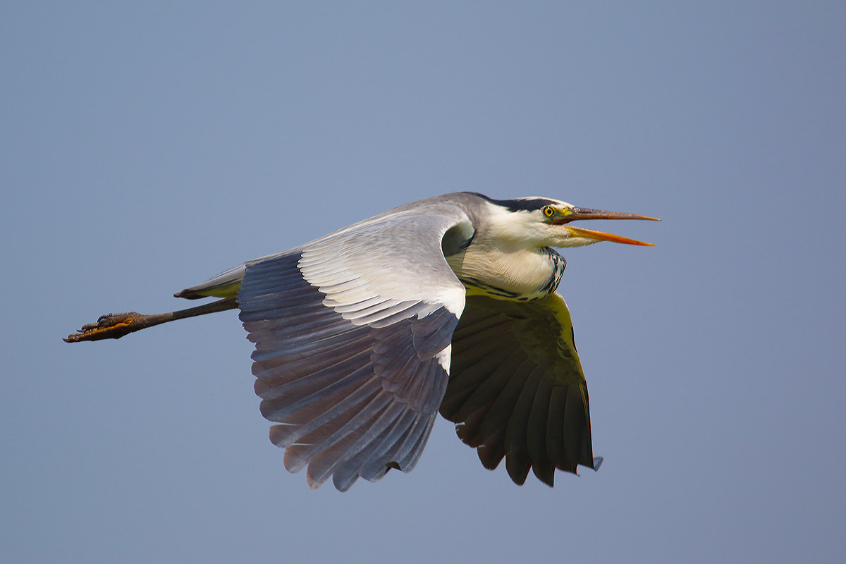 Heron in flight