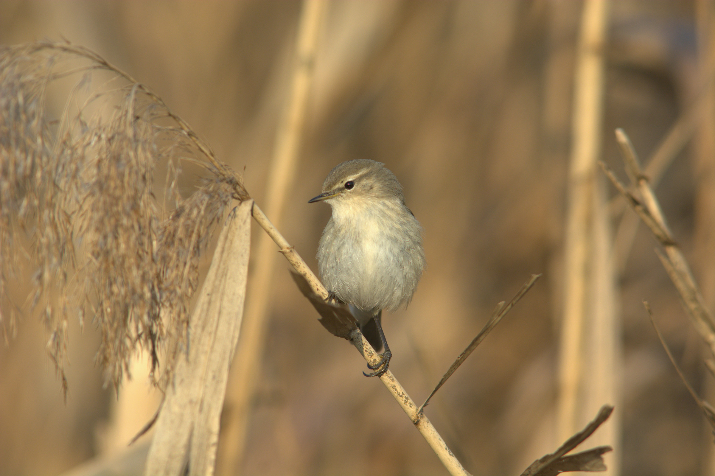 Small Warbler