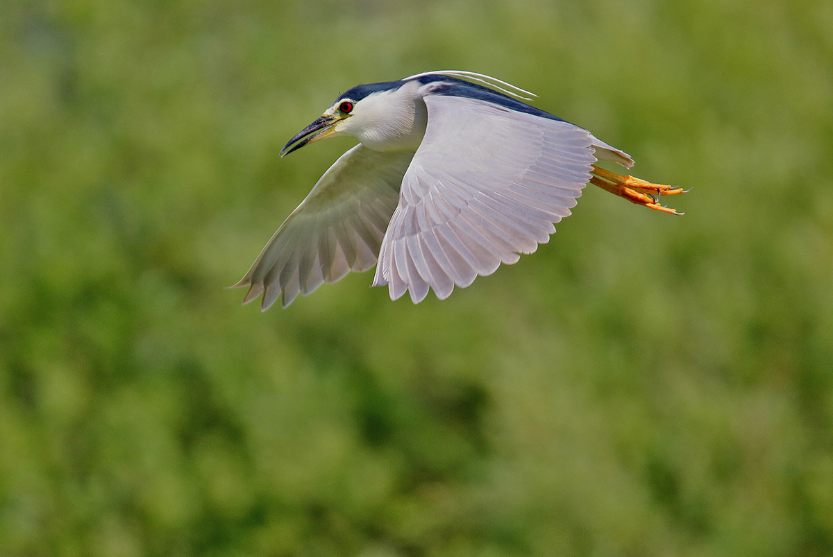 Night Heron
