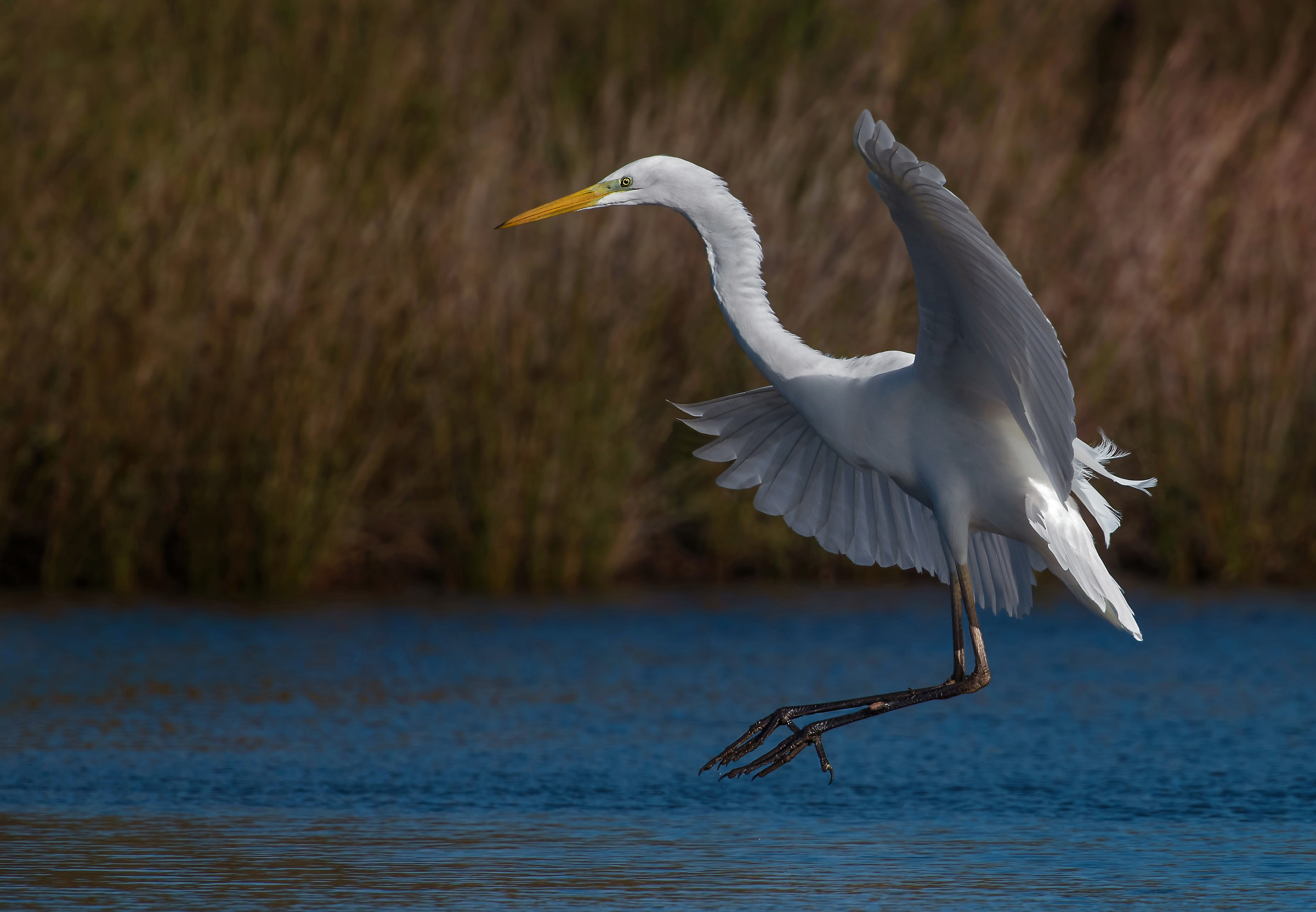 great white heron