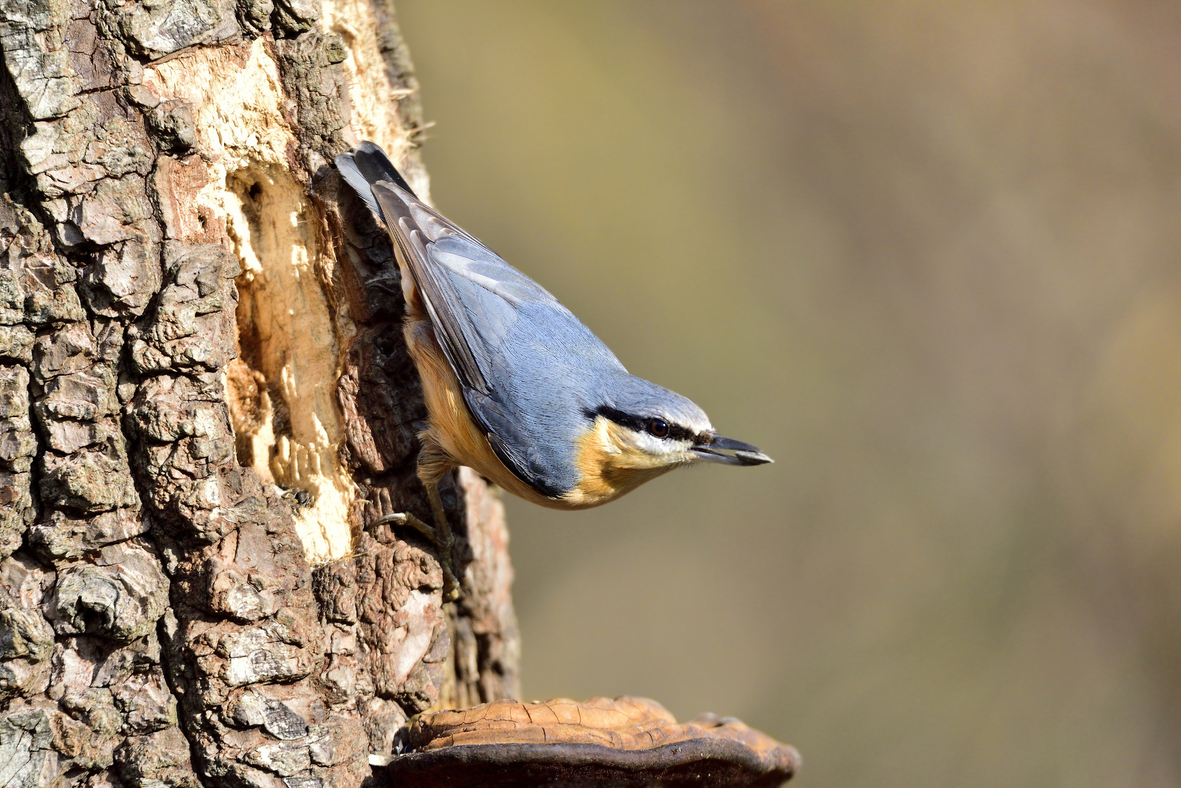 Picchio muratore (Sitta europaea)