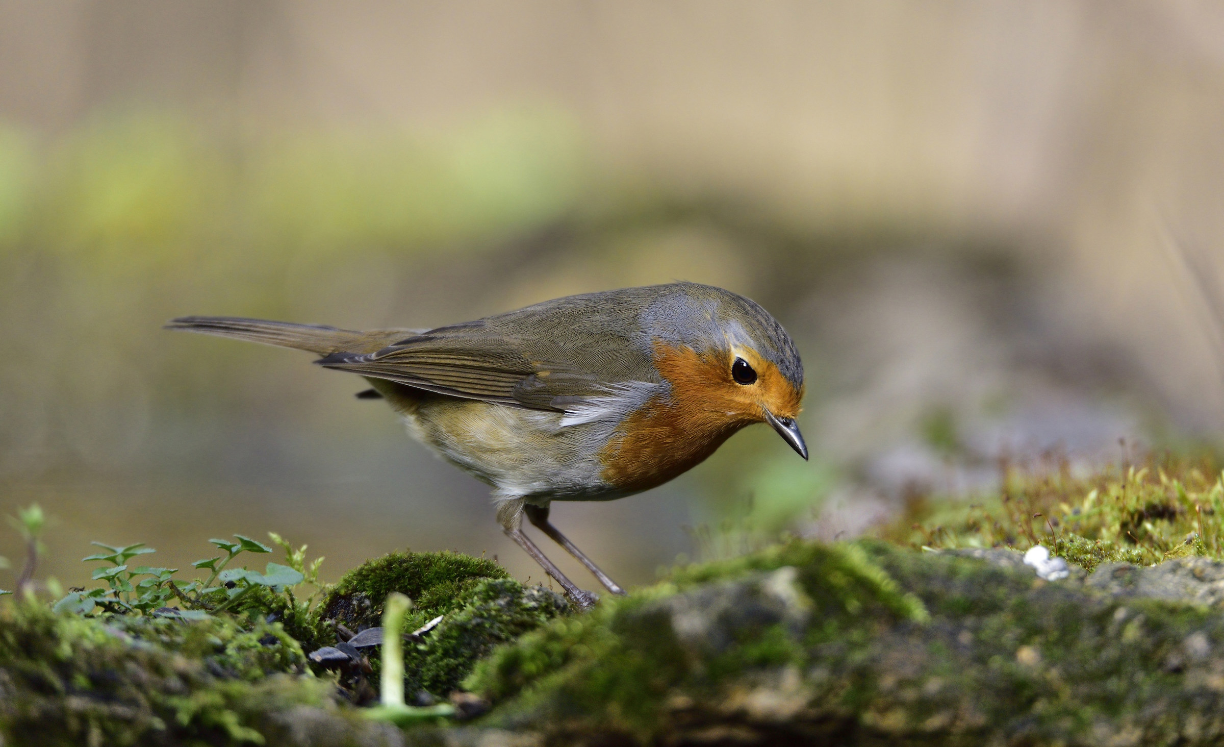 Pettirosso (Erithacus rubecola)