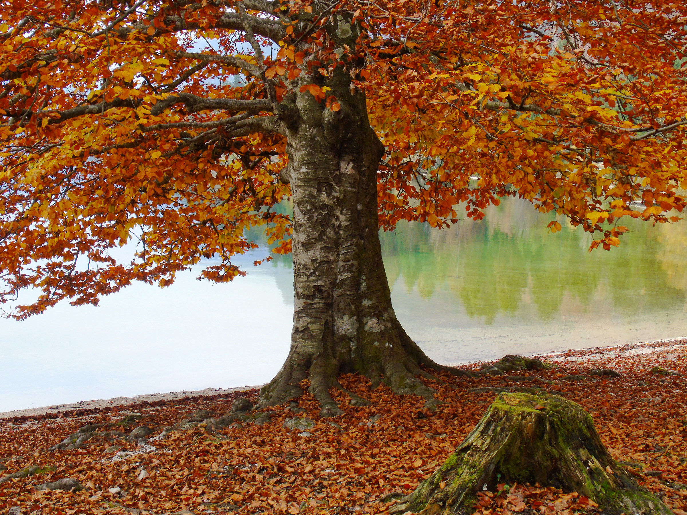 Con lenetezza giorno per giorno ricopre il suolo....