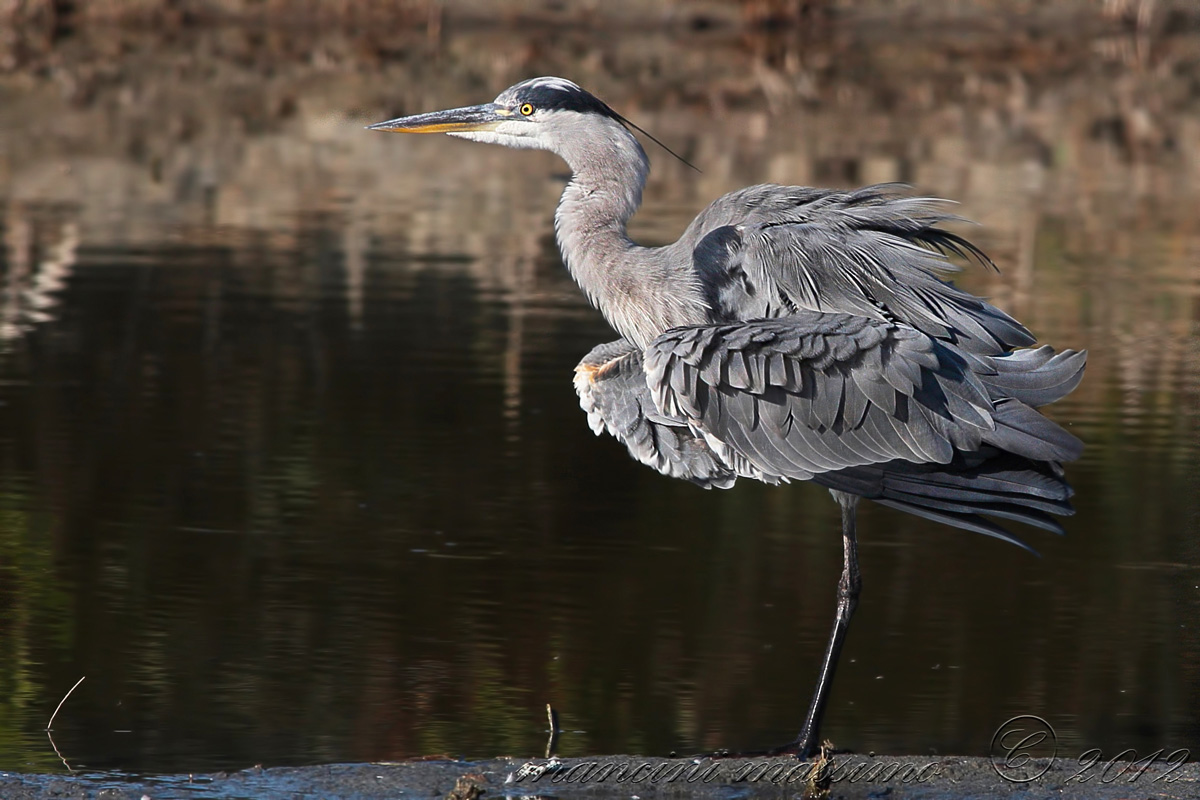 Grey Heron (Ardea cinerea)