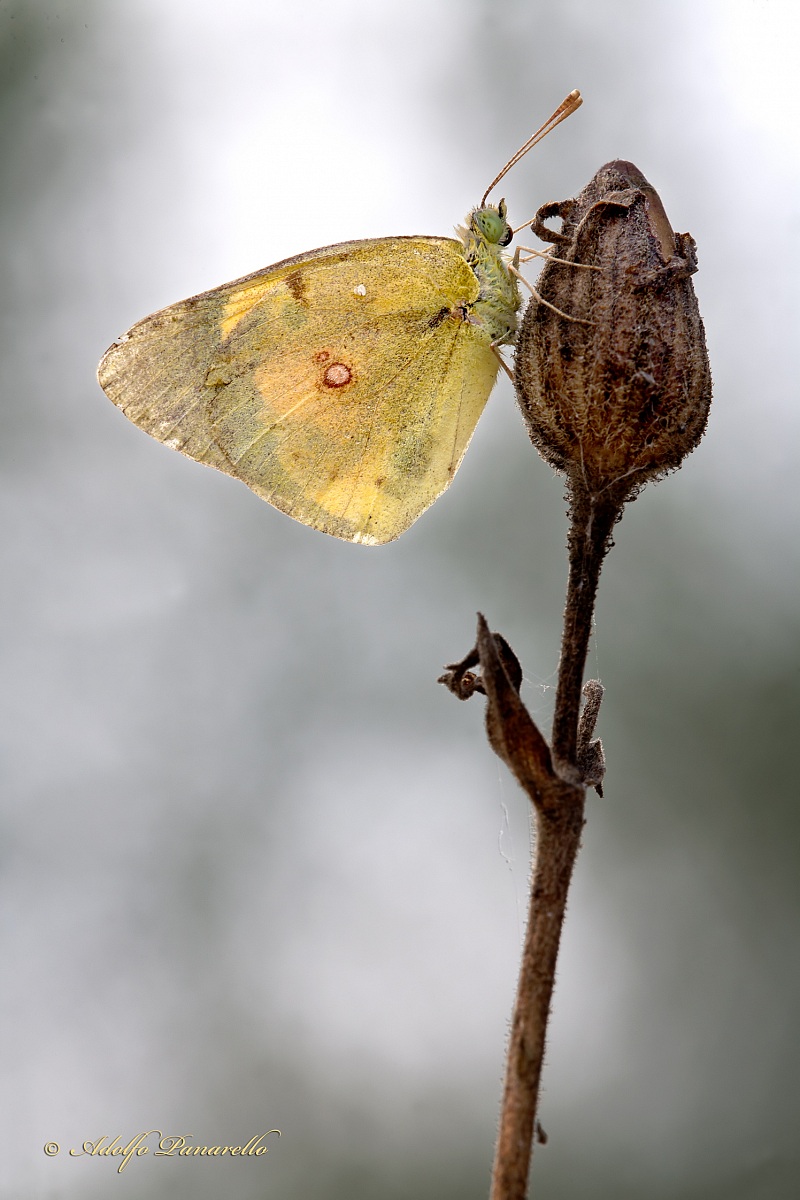 Colias Crocea