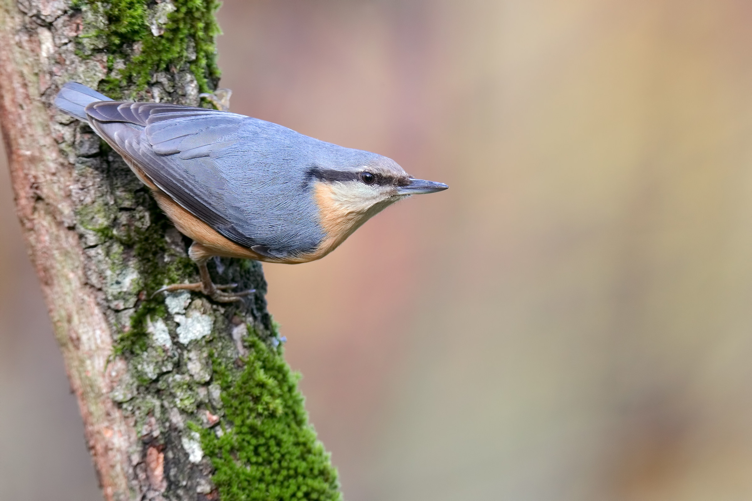 nuthatch