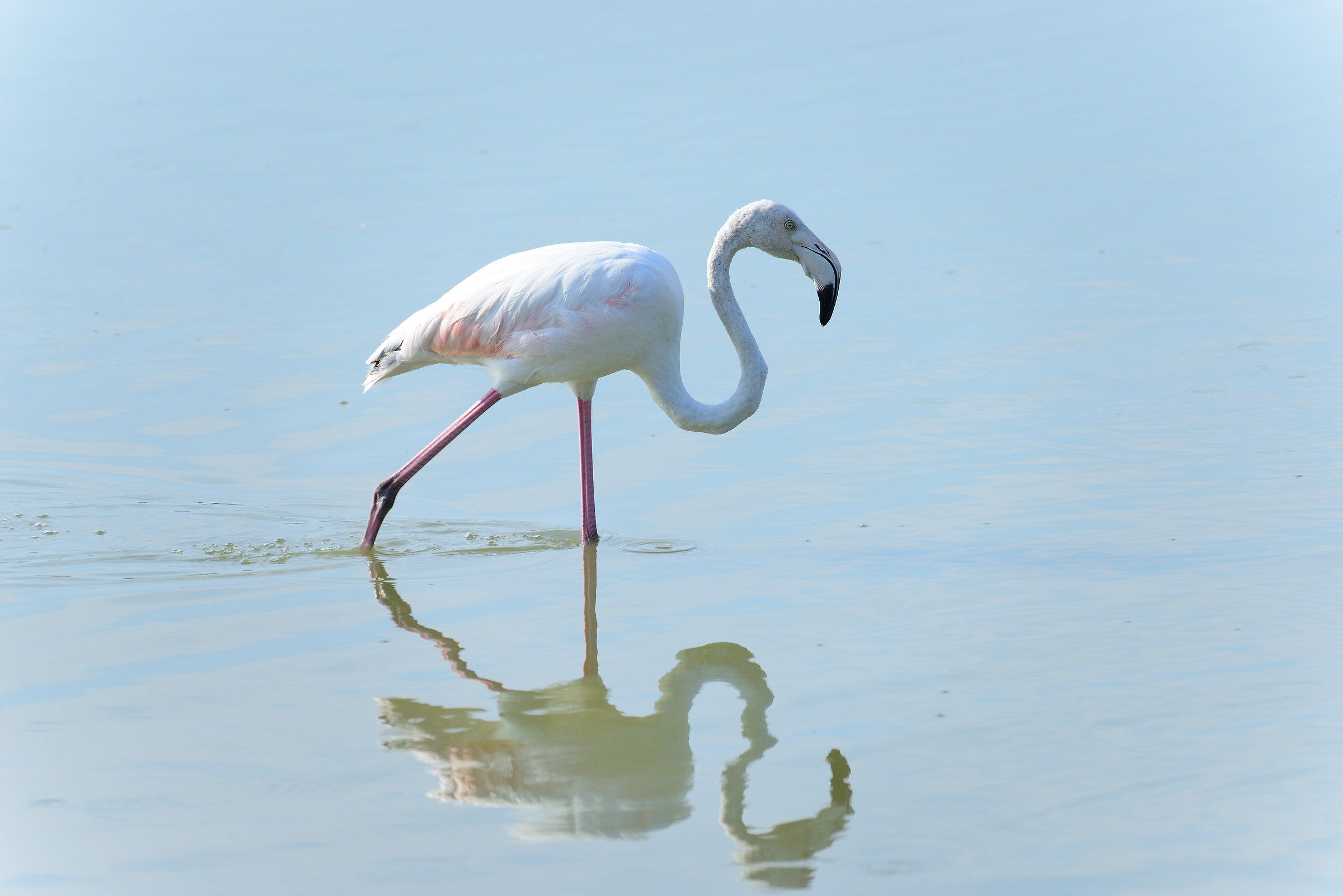 Fenicottero rosa giovane