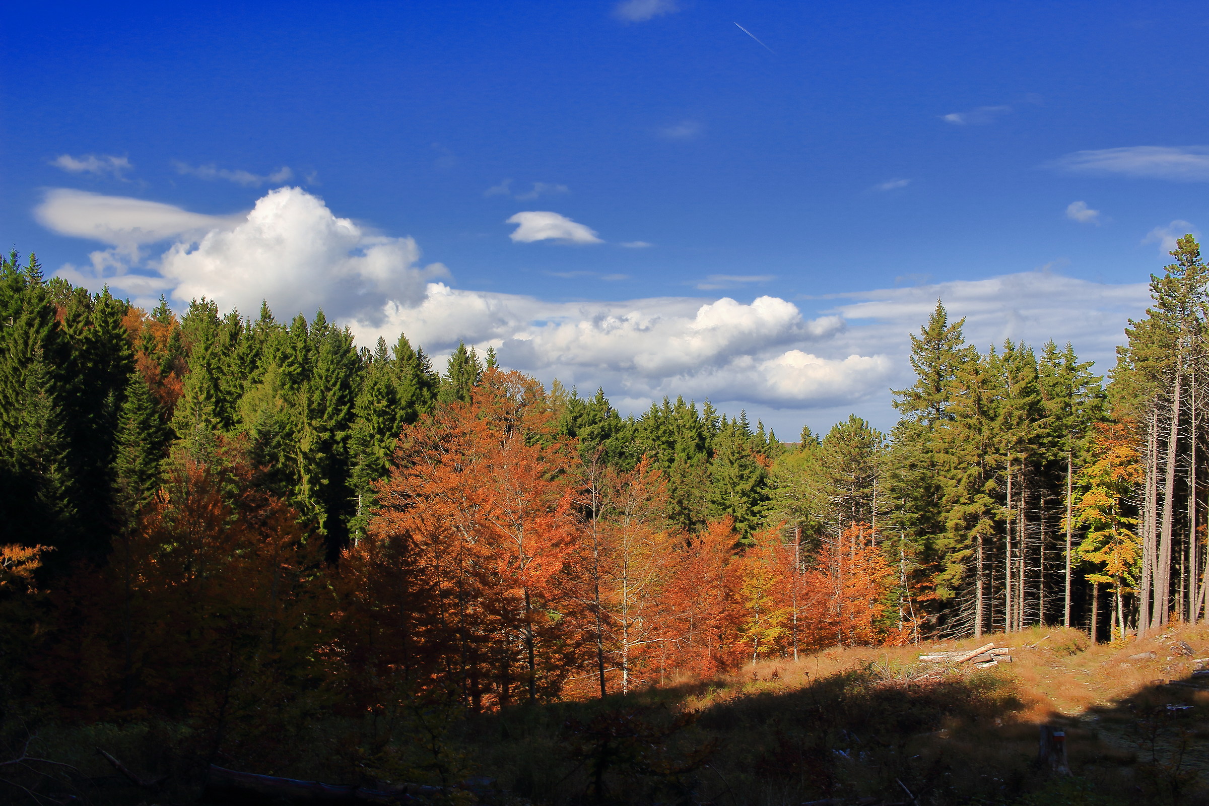 Fir forest in october