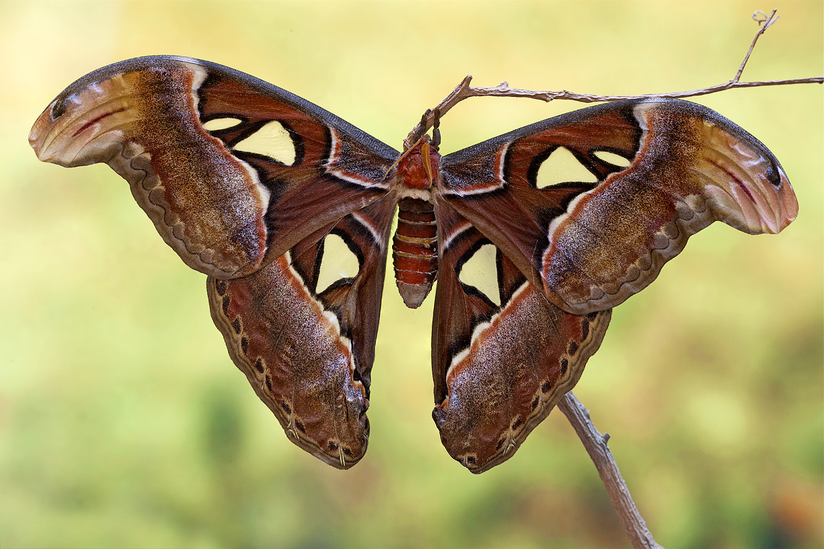 Butterfly cobra 2016 - it is finally born