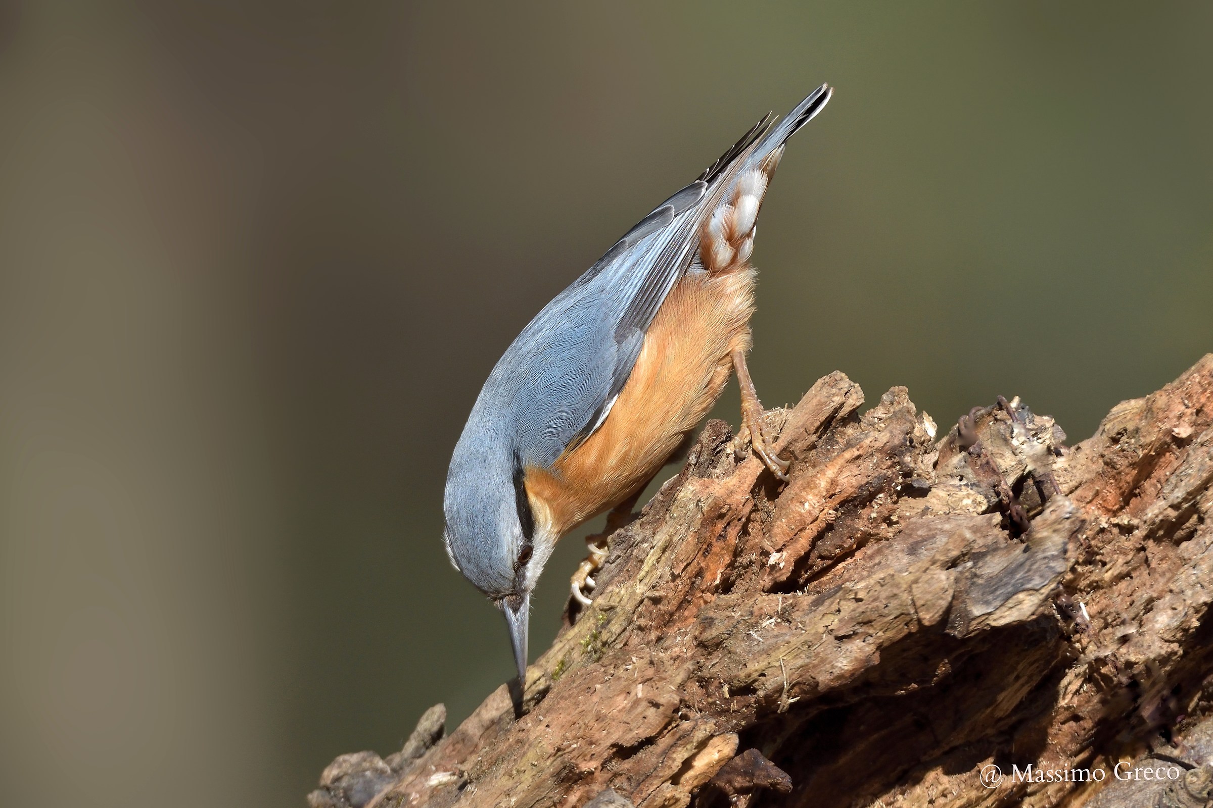 Picchio muratore (Sitta europaea)