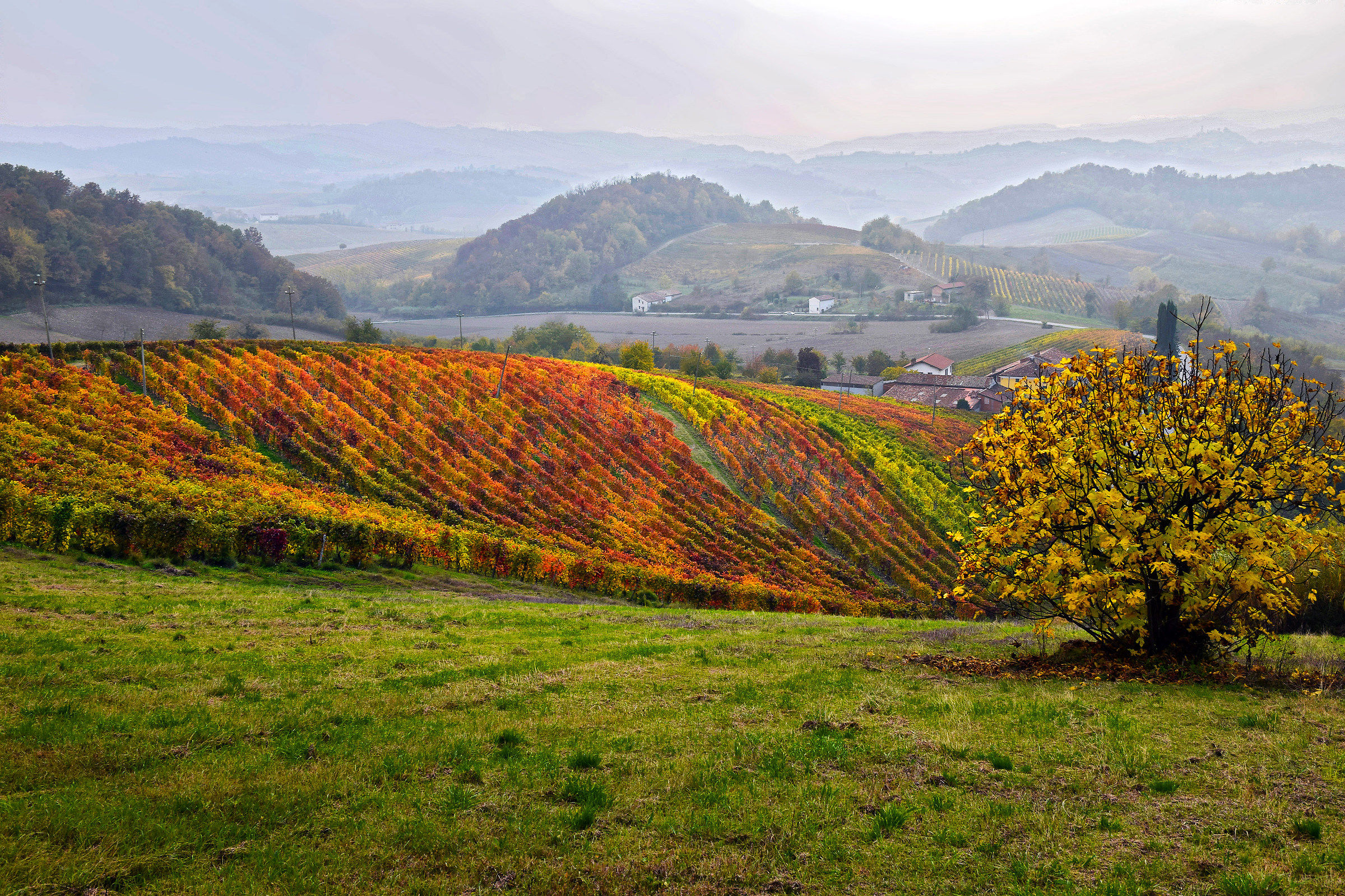 The colors of the vineyards in autumn