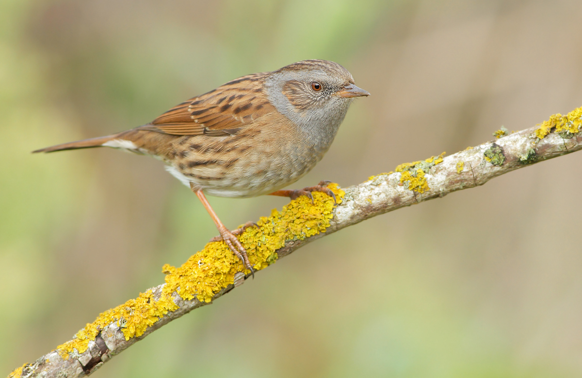 Dunnock