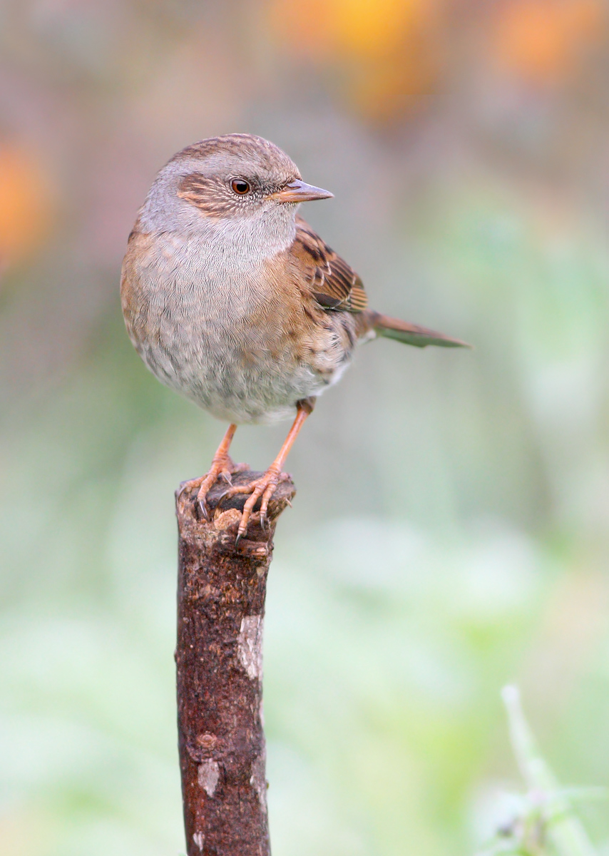 Dunnock