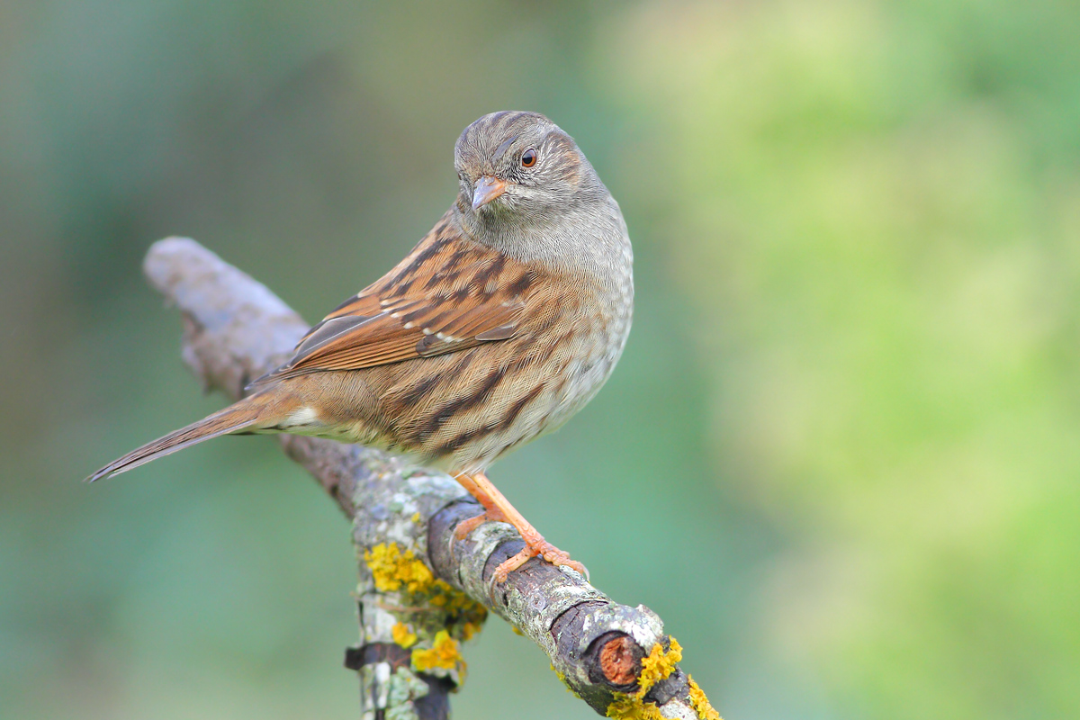 Dunnock