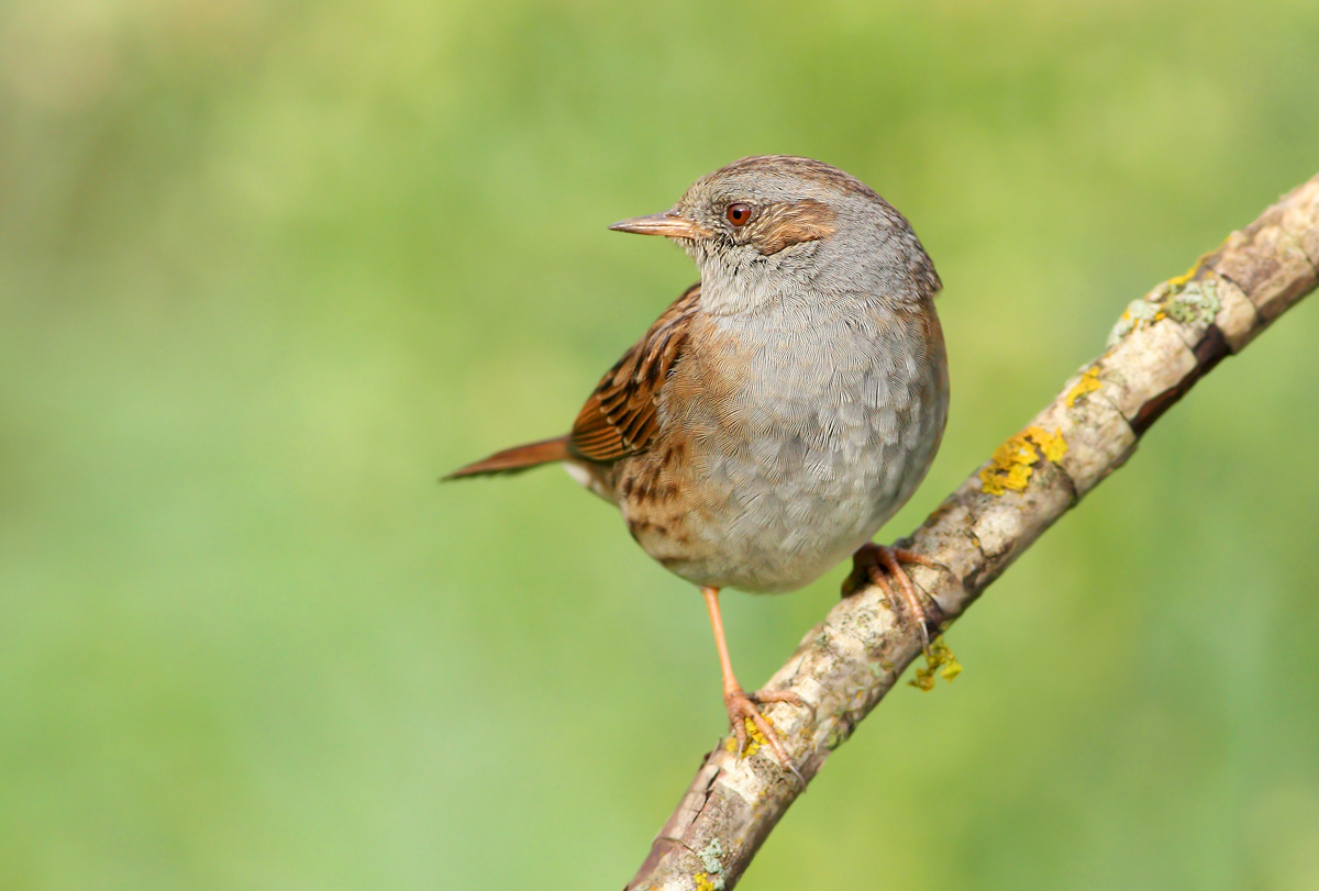 Dunnock