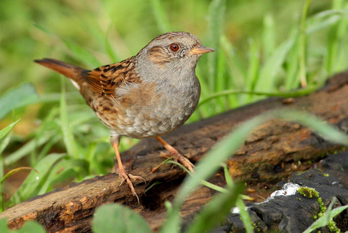 Dunnock