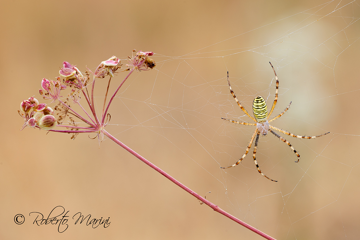 Beethoven (argiope bruennichi)