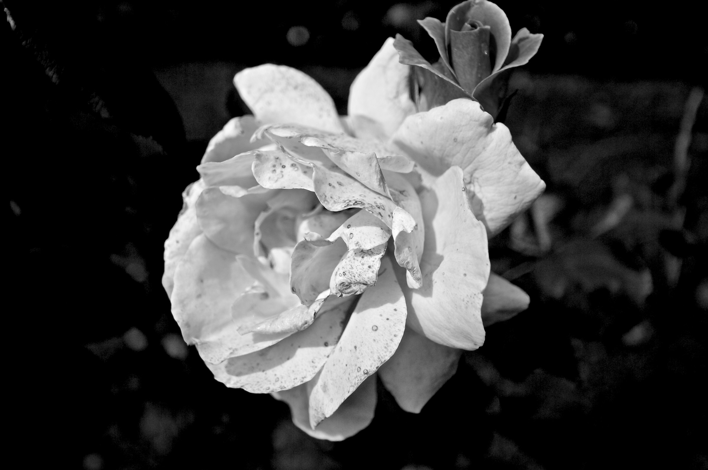 Rose in b & w