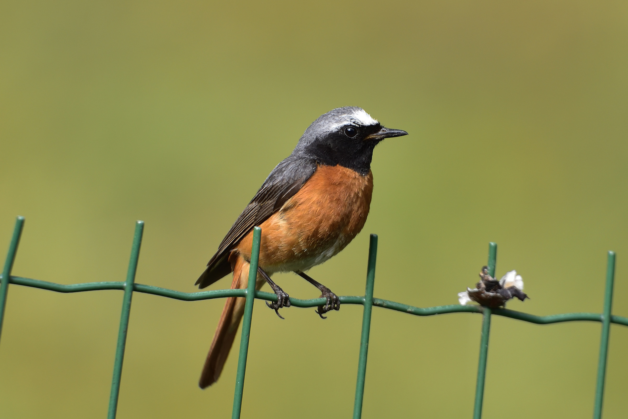 mi riposo sulla rete