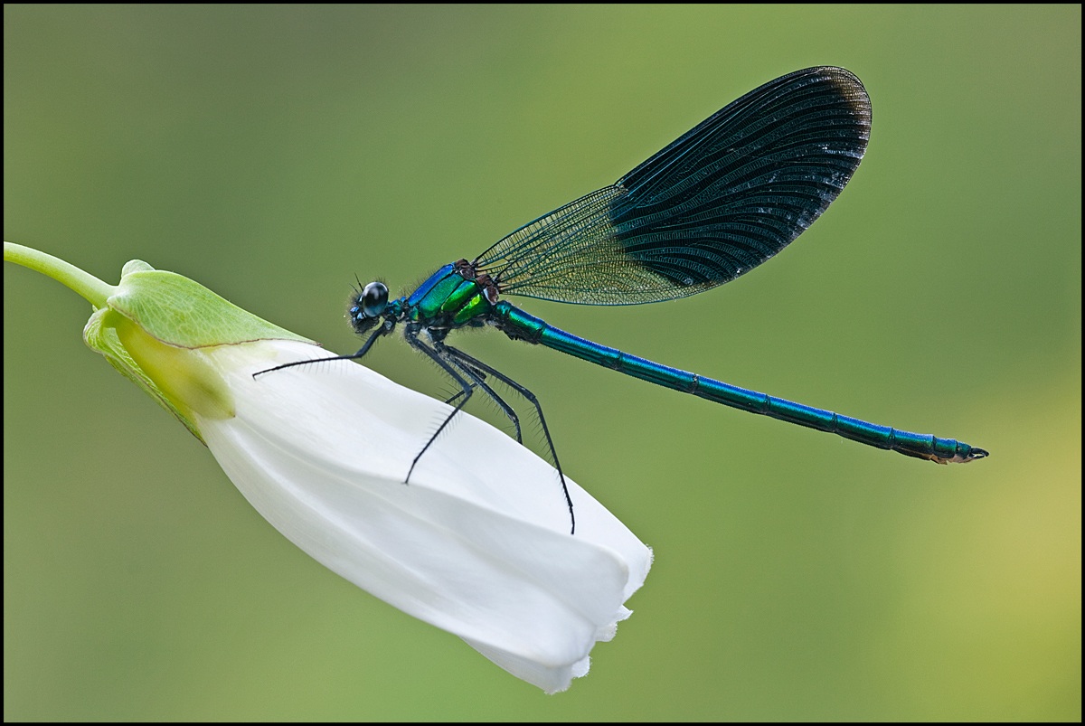 Calopteryx Splendens