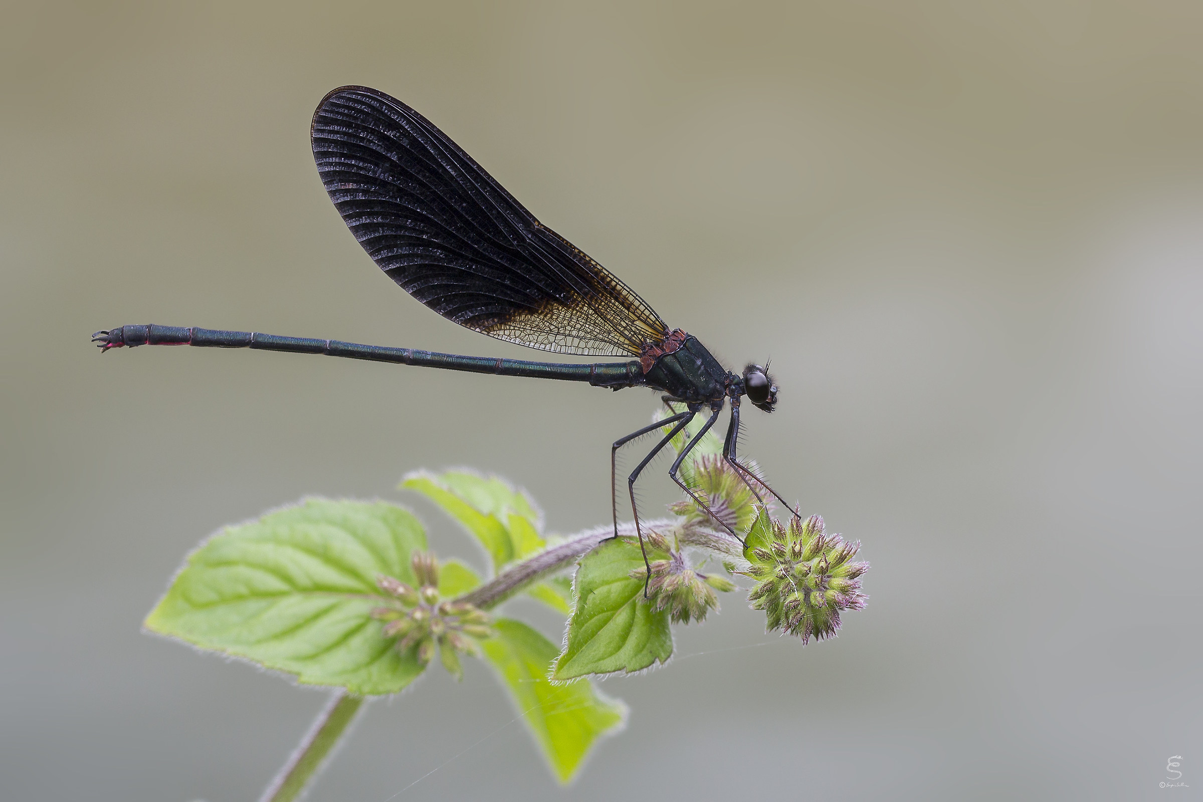 calopteryx haemorrhoidalis