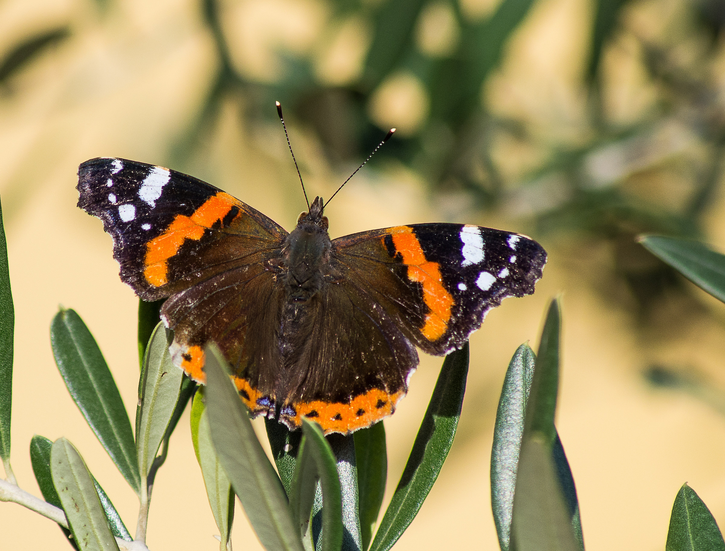 L'ultima falena del 2016