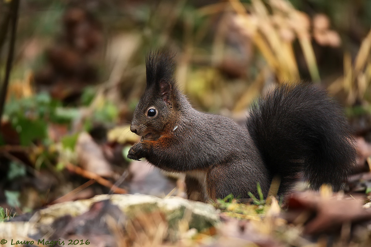 Elf in autumn colors