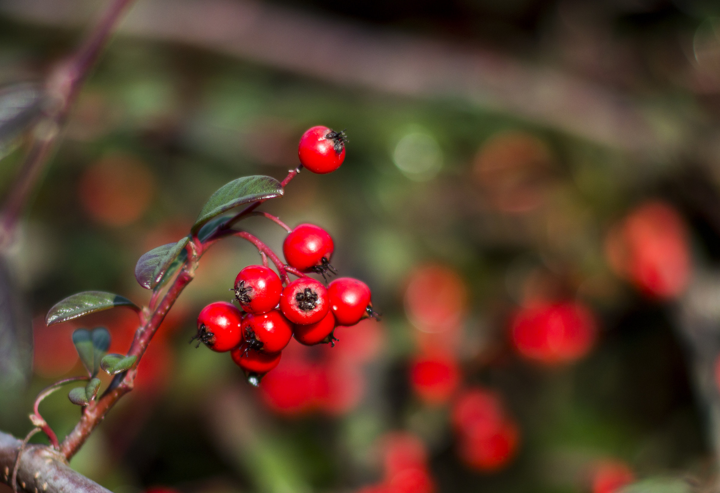 of cotoneaster berries