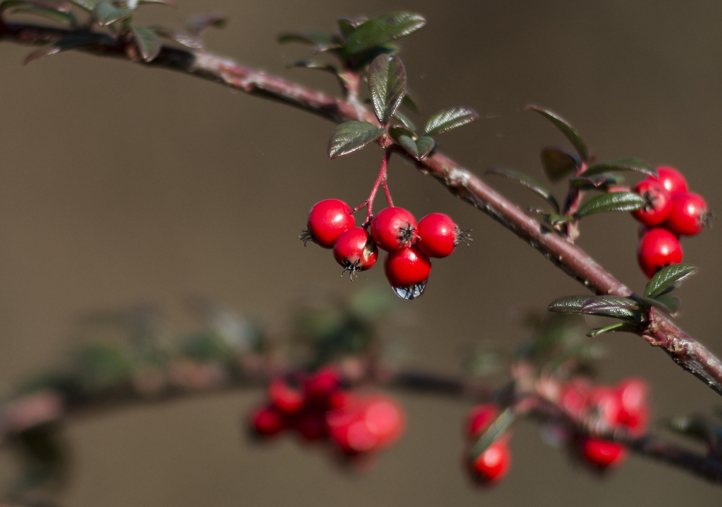 bacche di cotoneaster