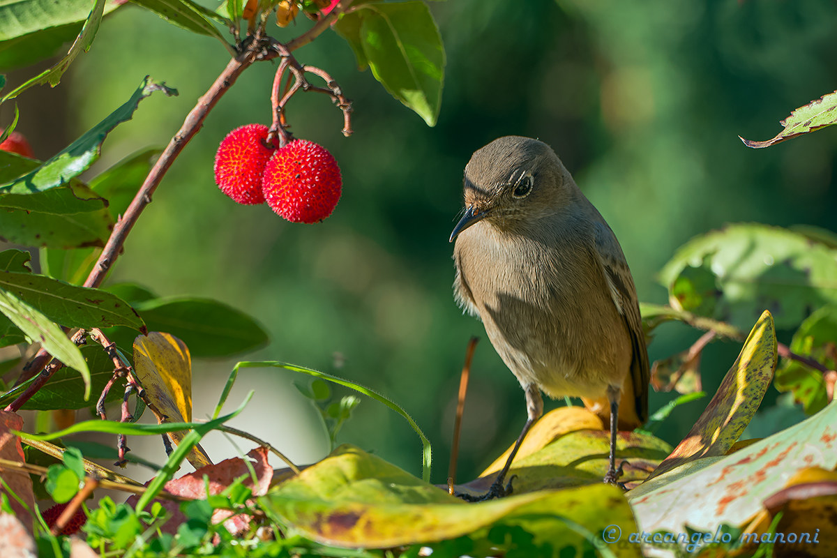 The red and the black redstart