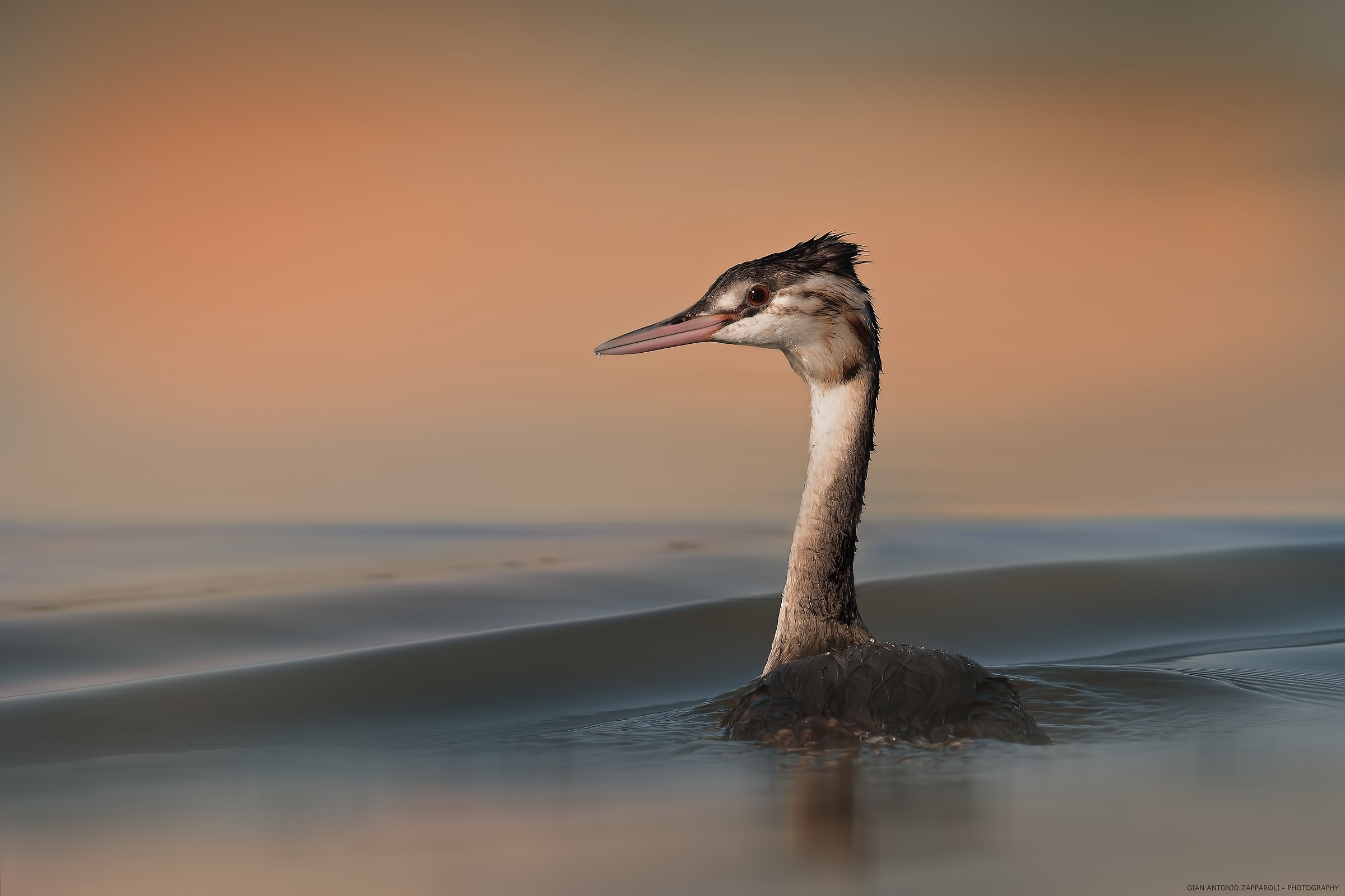 Young Great Crested Grebe (Podiceps cristatus)
