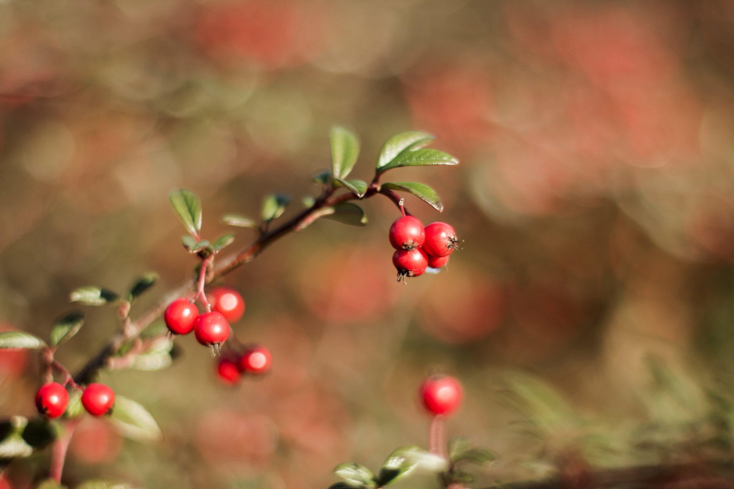 bacche di cotoneaster