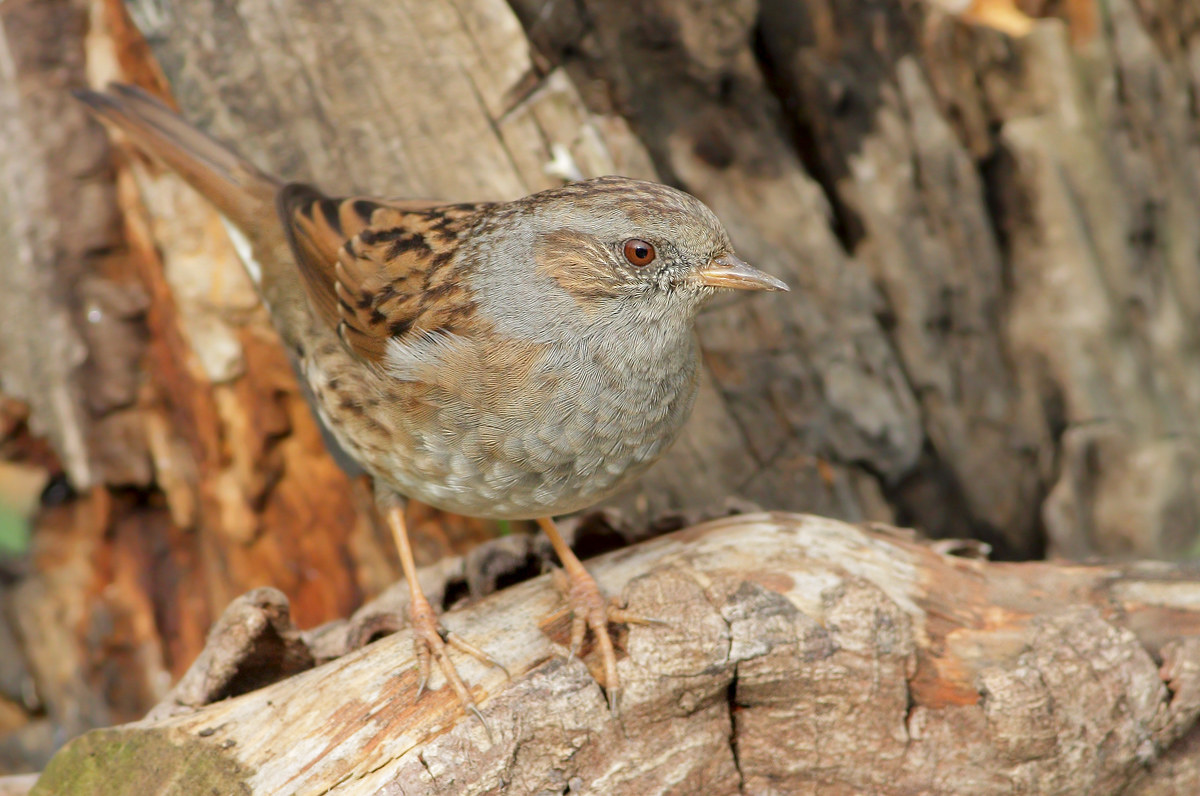 Dunnock