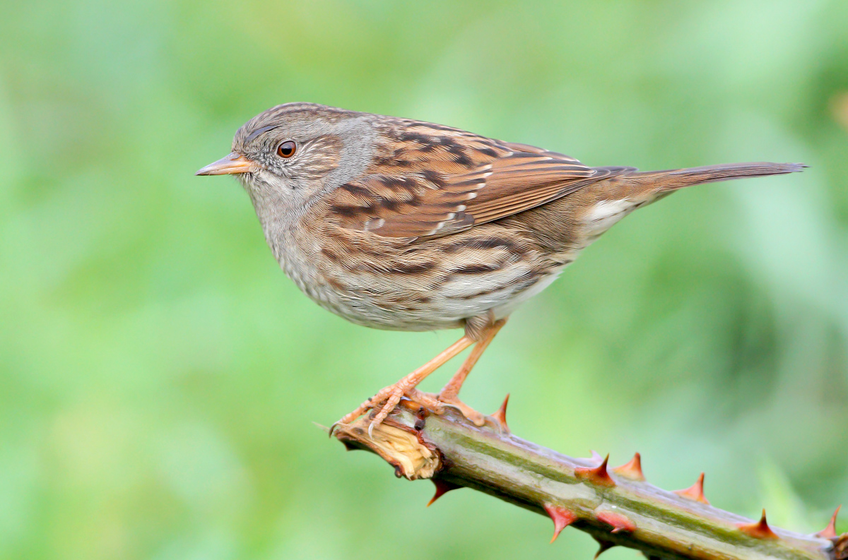 Dunnock